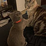 cat, cats, gray_cat, striped_cat, collar, indoor, furniture, bedroom, pet, animal, interaction, touching, domestic, feline, two_animals, home, cozy, playing, resting, tabby