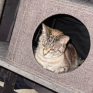 Melody is registered to the contest to win money with this photo: cat, tabby_cat, cat_house, cat_tree, feline, pet, indoor, fabric, circle_opening, resting, cute, animal, fur, whiskers, ears, red_eye, home, curtain, texture, cozy