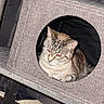 cat, tabby_cat, cat_house, cat_tree, feline, pet, indoor, fabric, circle_opening, resting, cute, animal, fur, whiskers, ears, red_eye, home, curtain, texture, cozy