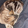 cat, tabby, sleeping, curled_up, fur, striped, pet, animal, cozy, resting, whiskers, paw, domestic, cute, feline, bed, blanket, indoor, closeup, relaxation