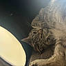 cat, tabby, fur, lamp, light, cozy, sleepy, indoor, pet, animal, whiskers, closeup, resting, relaxed, couch, soft, brown, striped, cute, portrait