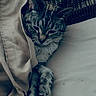 cat, tabby, sleeping, blanket, cozy, paws, indoor, pet, resting, cute, fur, striped, whiskers, bed, relaxed, animal, domestic_cat, comfort, cute_animal, feline