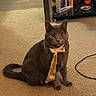 animal, bow_tie, carpet, cat, cord, cute, domestic, ears, feline, furniture, gray_cat, indoor, living_room, mammal, pet, photograph_frame, sitting, table, tail, whiskers