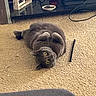 carpet, cat, coins, cozy, curious, dish, entertainment_center, framed_photo, furniture, game_console, game_controller, gray_cat, home, indoor, lying_down, pet, relaxed, string, toy, wide_eyes
