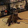black_furniture, cables, carpet, cat, couple, electronics, entertainment_center, framed_photo, game_controllers, gray_cat, home_decor, indoor, living_room, pet, relaxed, shelf, sitting, video_game_console, video_games, wide_eyes