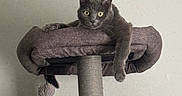 Randall is registered to the contest to win money with this photo: animal, cat, cat_tree, cozy, curious, domestic_animal, ears, furniture, gray_cat, hanging_chains, indoor, perch, pet, red, relaxed, resting, soft_texture, wall, whiskers, wide_eyes