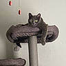 animal, cat, cat_tree, cozy, curious, domestic_animal, ears, furniture, gray_cat, hanging_chains, indoor, perch, pet, red, relaxed, resting, soft_texture, wall, whiskers, wide_eyes