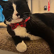 Oscar joined the competition — help win amazing prizes! animal, black_and_white, bow_tie, carpet, cat, closeup, cozy, cute, decor, feline, furniture, household, indoor, pet, photoframes, portrait, relaxed, resting, vase, whiskers