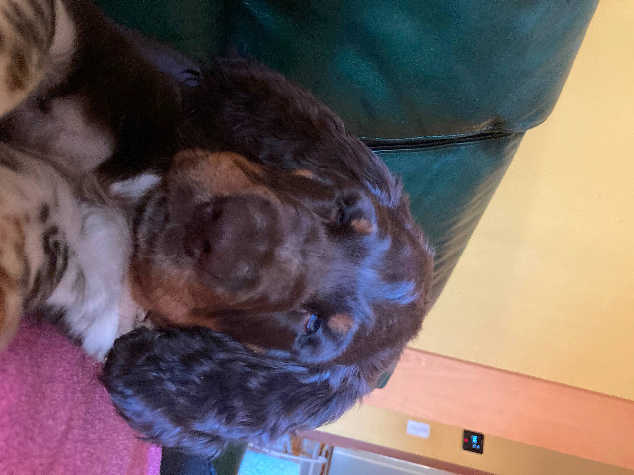 Baloo participe au concours pour gagner de l'argent avec cette photo : border_terrier, canidae, carnivore, cocker_spaniel, companion_dog, dog, dog_breed, fawn, felidae, fur, guard_dog, liver, small_to_medium_sized_cats, spaniel, sporting_group, tail, whiskers, working_animal