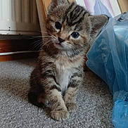 Willow is registered to the contest to win money with this photo: kitten, cat, tabby, pet, animal, carpet, indoor, cute, small, feline, young, curious, whiskers, ears, floor, domestic, fur, portrait, head_tilt, blue_bag