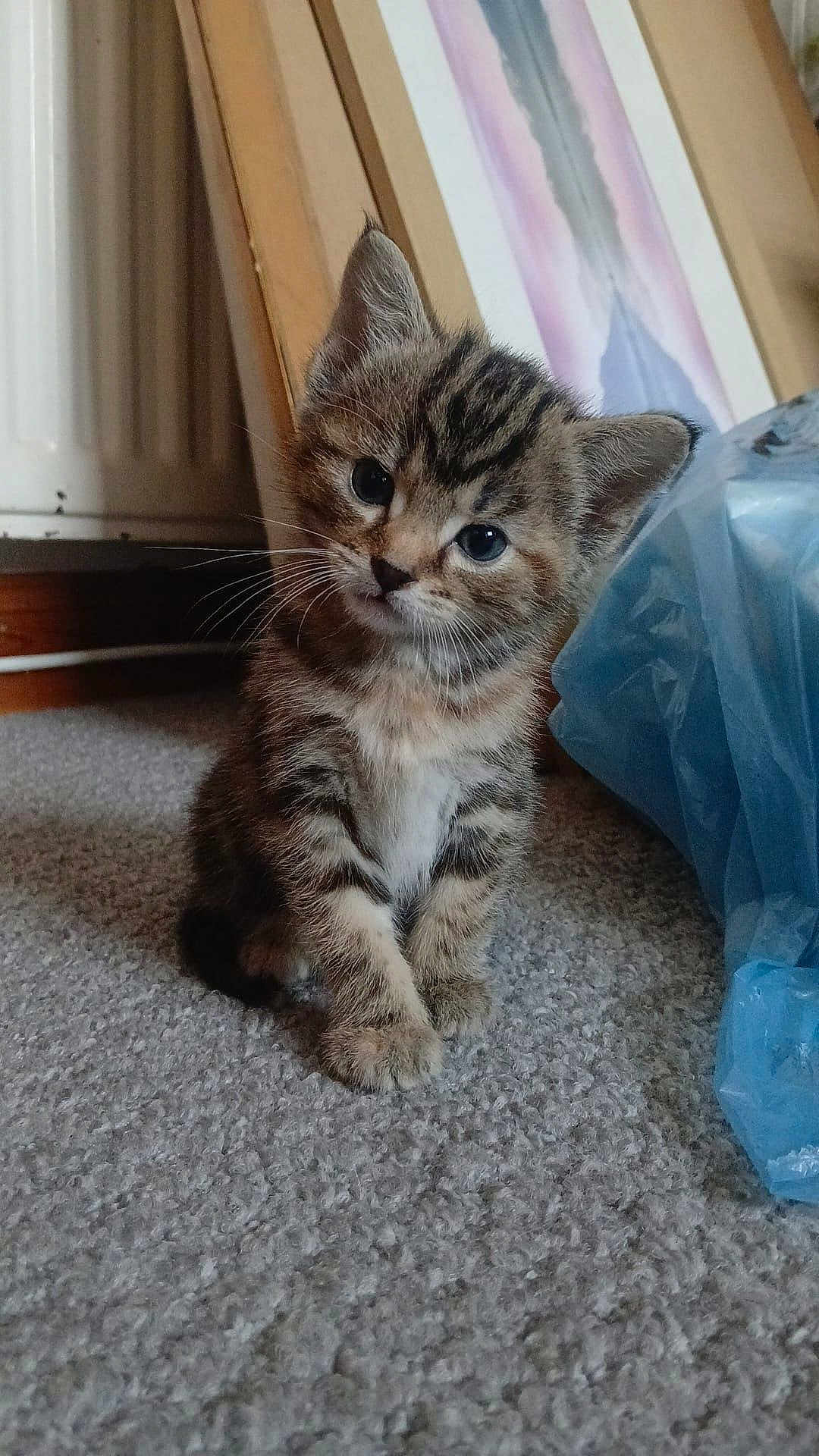 Willow is registered to the contest to win money with this photo: kitten, cat, tabby, pet, animal, carpet, indoor, cute, small, feline, young, curious, whiskers, ears, floor, domestic, fur, portrait, head_tilt, blue_bag