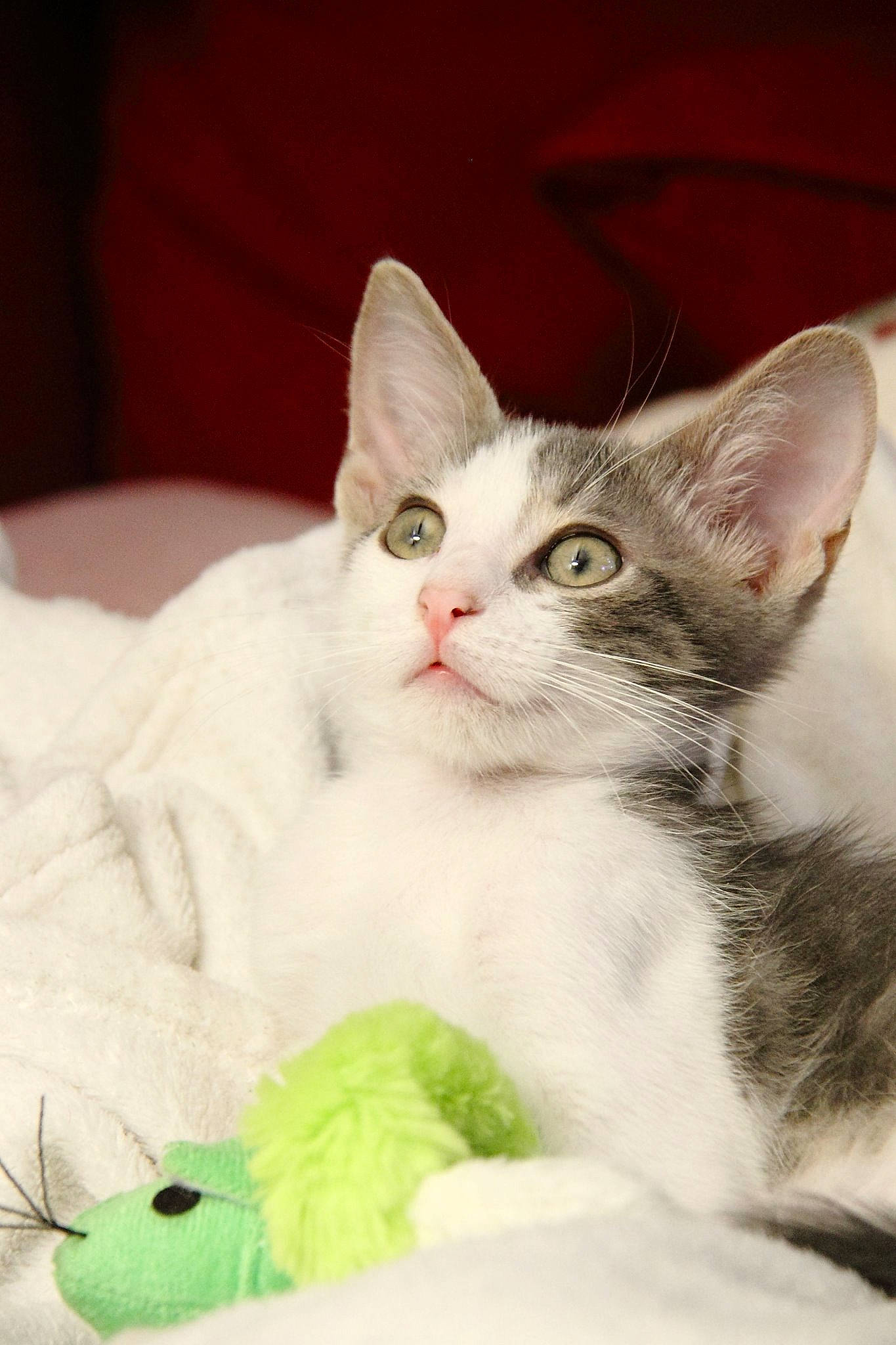 Pekin participe au concours pour gagner de l'argent avec cette photo : aegean_cat, american_shorthair, american_wirehair, asian, burmilla, carnivore, cat, domestic_short_haired_cat, ear, felidae, khao_manee, kitten, mammal, small_to_medium_sized_cats, turkish_angora, turkish_van, vertebrate, whiskers