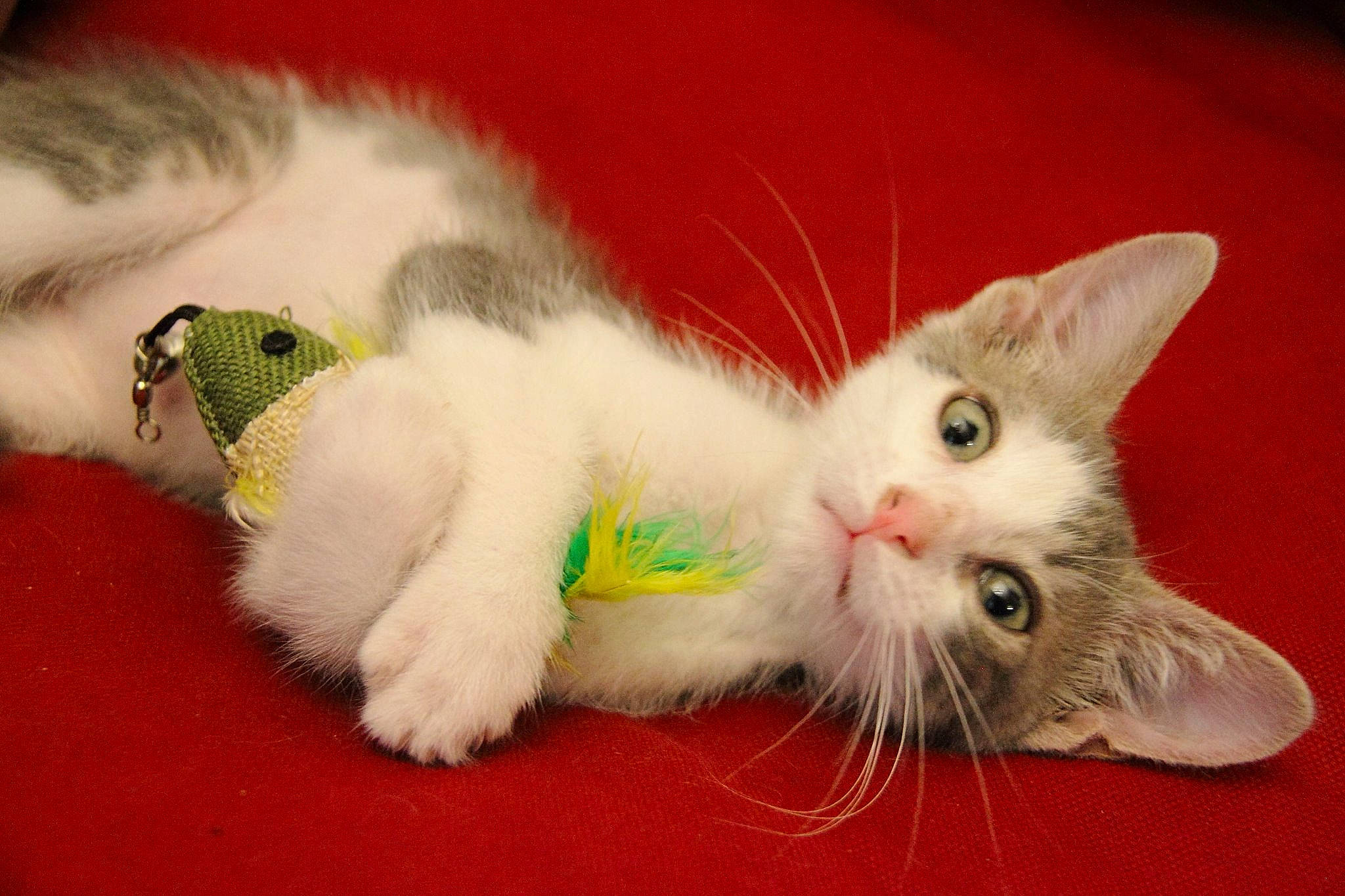 Pekin participe au concours pour gagner de l'argent avec cette photo : american_curl, burmilla, carnivore, cat, claw, domestic_short_haired_cat, felidae, fur, kitten, mammal, paw, persian, polydactyl_cat, ragamuffin, small_to_medium_sized_cats, tail, turkish_angora, turkish_van, whiskers