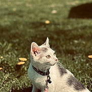 Rocky is registered to the contest to win money with this photo: animal, cat, closeup, collar, curious, cute, daylight, feline, grass, gray_spots, greenery, leash, nature, outdoor, paw_print, pet, sitting, sunlight, white_cat, young_cat