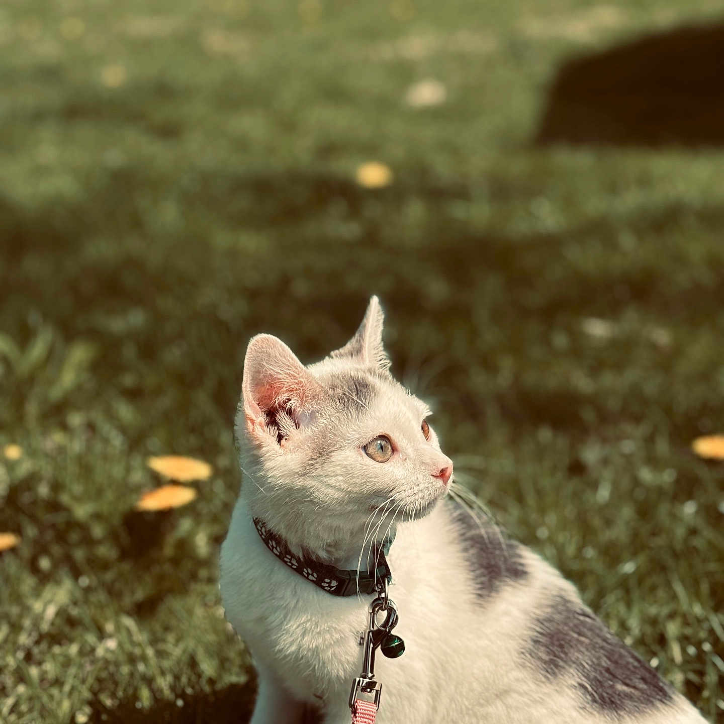 Rocky
