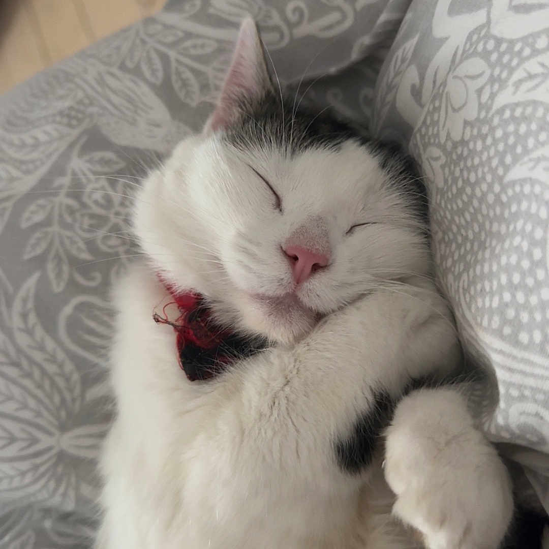 Willow joined the competition — help win amazing prizes! abyssinian, angora, animal, bed, bedroom, blanket, cat, couch, cushion, furniture, homedecor, indoors, kitten, linen, manx, person, pet, room, siamese, sleeping