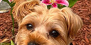 Koda joined the competition — help win amazing prizes! dog, pet, flower, lilies, pink_flower, garden, mulch, leaves, canine, outdoor, happy, tongue_out, fur, close_up, nature, plant, black_harness, small_dog, animal, summer
