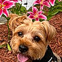 dog, pet, flower, lilies, pink_flower, garden, mulch, leaves, canine, outdoor, happy, tongue_out, fur, close_up, nature, plant, black_harness, small_dog, animal, summer