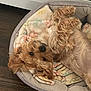 dog, pet_bed, blanket, curly_fur, relaxed, indoor, wood_floor, brown_fur, cute, animal, canine, cozy, lying_down, paw_print, small_dog, fluffy, sleepy, companion, domestic, resting