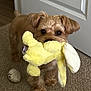 dog, small_dog, plush_toy, yellow_toy, carpet, indoor, pet, cute, brown_fur, stuffed_animal, toy, door, floor, animal, playful, canine, home, domestic_animal, fur, pet_toy