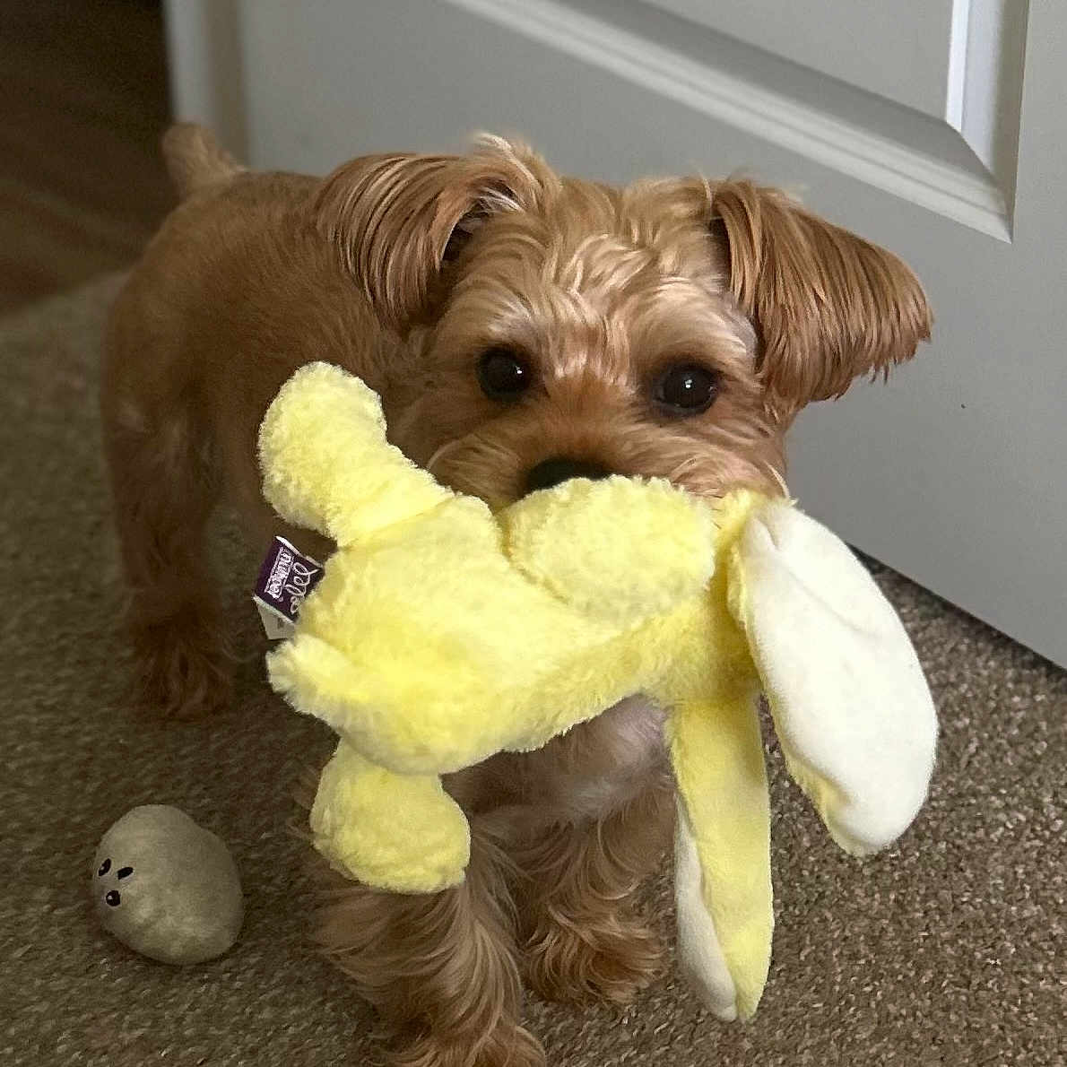 Koda is registered to the contest to win money with this photo: animal, brown_fur, canine, carpet, cute, dog, domestic_animal, door, floor, fur, home, indoor, pet, pet_toy, playful, plush_toy, small_dog, stuffed_animal, toy, yellow_toy