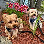 Koda is registered to the contest to win money with this photo: dog, small_dog, pet, flower, pink_flower, garden, mulch, leash, harness, outdoor, plant, tree, house, porch, nature, tongue_out, happy, fur, close_up, daylight