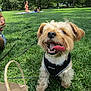 Koda is registered to the contest to win money with this photo: dog, grass, park, outdoor, sunny, happy, pet, canine, nature, summer, leash, playing, animal, mammal, daylight, relaxing, people, picnic, greenery, fun