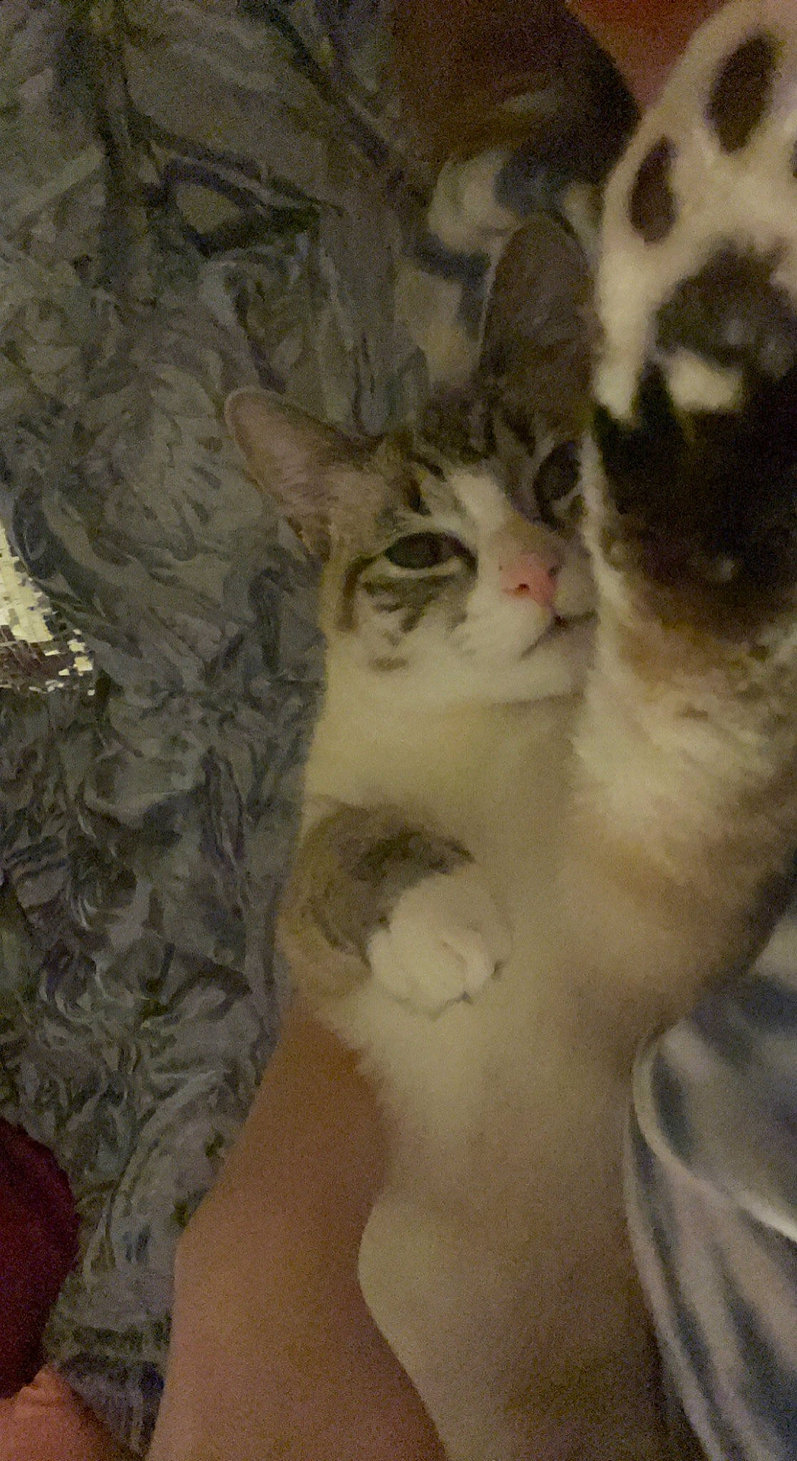 Bitsy is registered to the contest to win money with this photo: art, carnivore, cat, domestic_short_haired_cat, door, fawn, felidae, fur, paw, plant, small_to_medium_sized_cats, snout, tail, tree, visual_arts, whiskers, window, wood