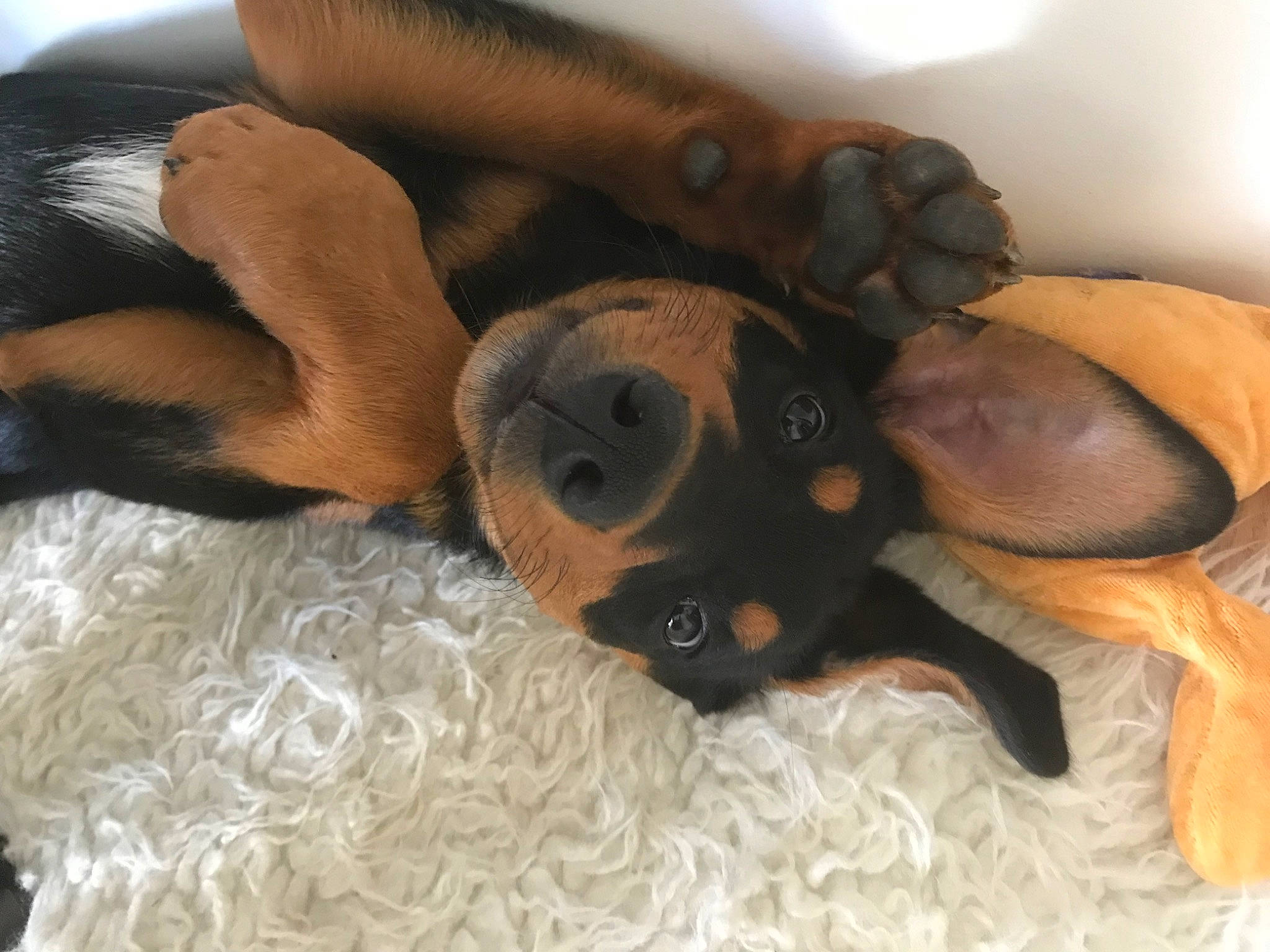 Storm a rejoint le concours — aidez-le/la à gagner de superbes lots ! brown, canidae, carnivore, comfort, companion_dog, couch, dog, dog_breed, dog_supply, fawn, fur, linens, liver, snout, sporting_group, studio_couch, tail, whiskers, wood, working_animal