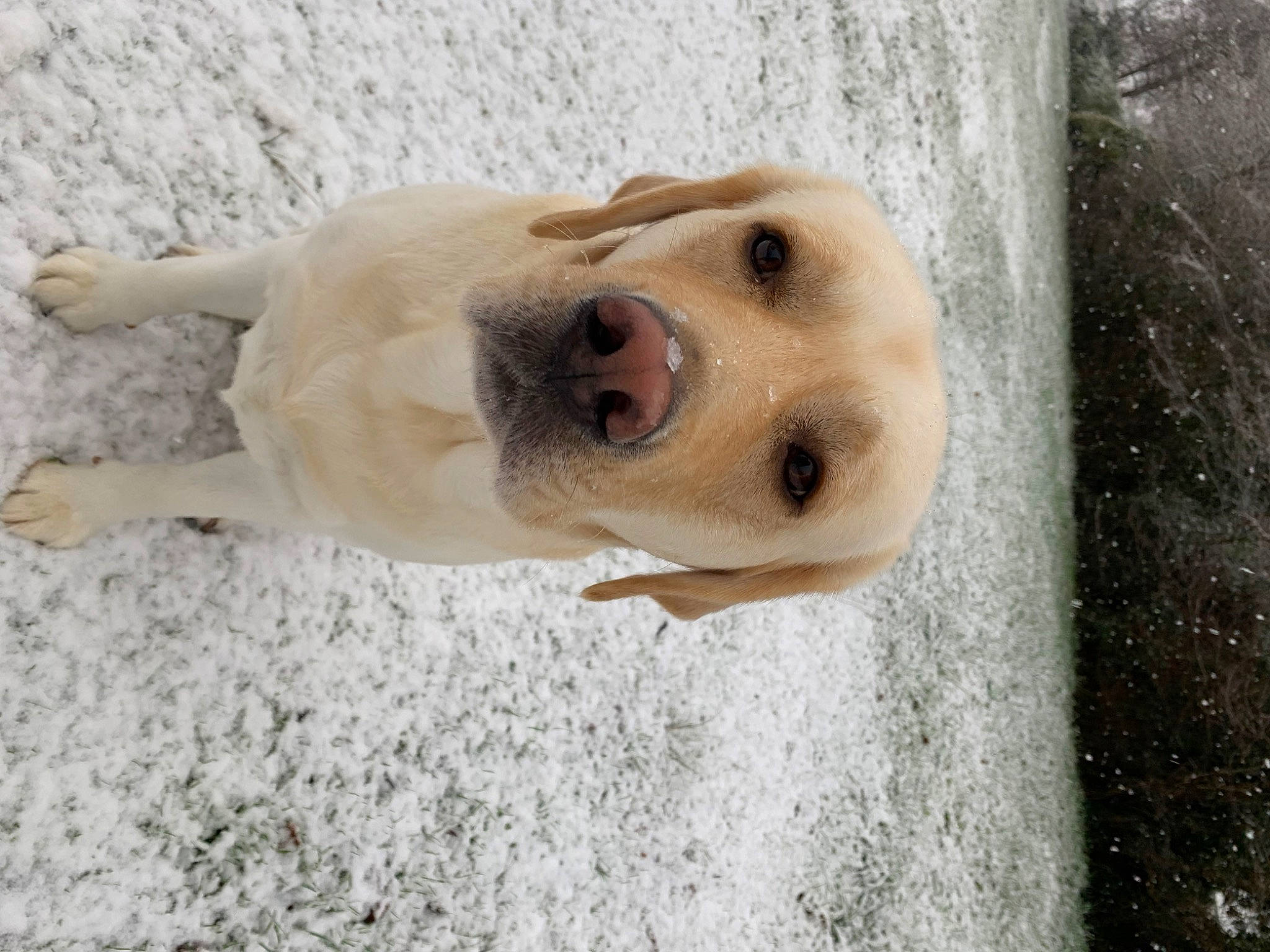 Harley a rejoint le concours — aidez-le/la à gagner de superbes lots ! canidae, carnivore, companion_dog, dog, dog_breed, ear, eye, fawn, fur, jaw, pet_supply, retriever, snout, snow, sporting_group, tail, whiskers, winter, wood, working_animal