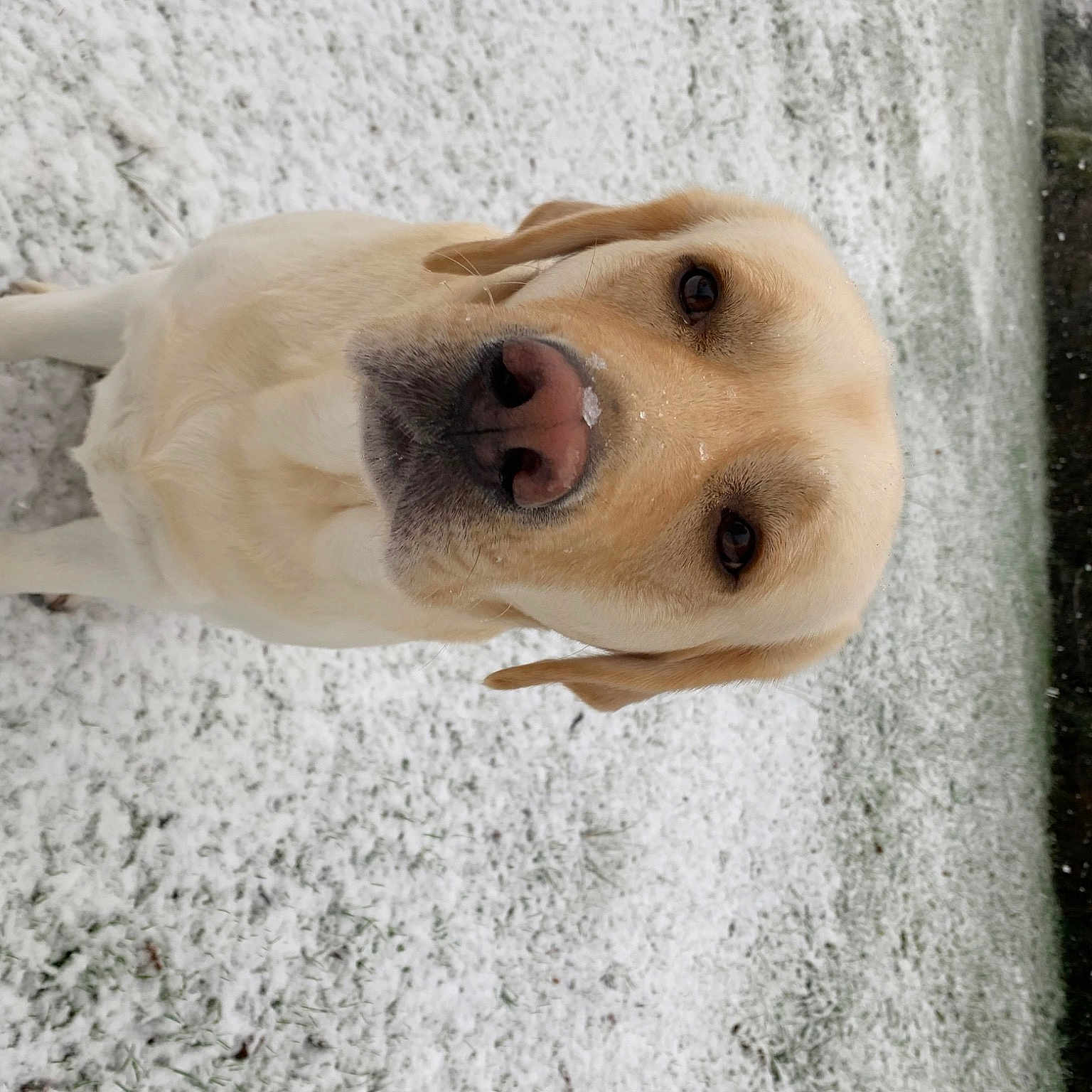 Harley