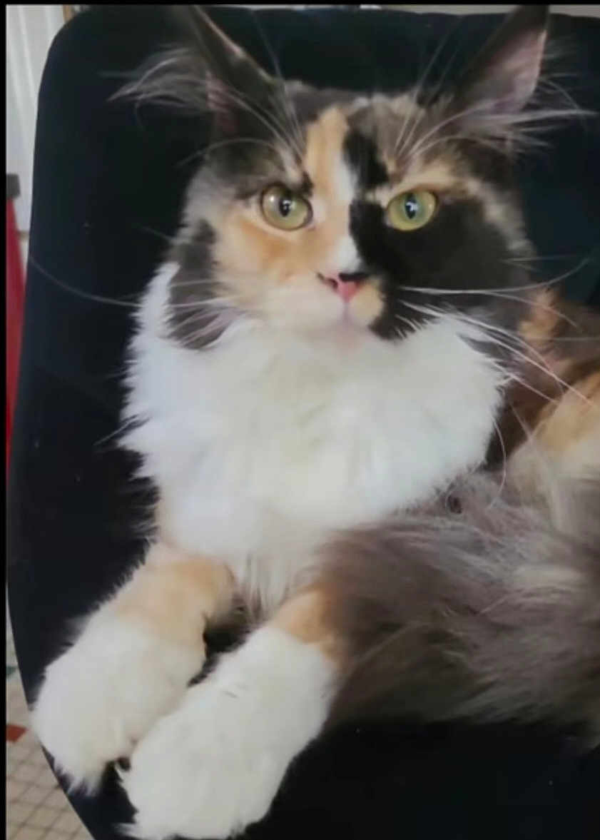 Zaïa