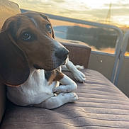 Chaffee is registered to the contest to win money with this photo: dog, beagle, pet, sunset, outdoor, bench, relaxing, water, sky, clouds, nature, calm, animal, portrait, side_view, brown, white, ears, snout, daylight