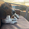dog, beagle, pet, sunset, outdoor, bench, relaxing, water, sky, clouds, nature, calm, animal, portrait, side_view, brown, white, ears, snout, daylight