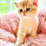 Bulle a rejoint le concours — aidez-le/la à gagner de superbes lots ! kitten, cat, cute, fluffy, furry, pink_blanket, pet, animal, indoor, soft_texture, small, young, curious, bright, sunlight, window, greenery, cozy, portrait, feline