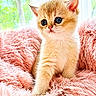 kitten, cat, cute, fluffy, furry, pink_blanket, pet, animal, indoor, soft_texture, small, young, curious, bright, sunlight, window, greenery, cozy, portrait, feline