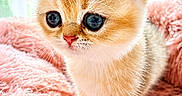 Bulle a rejoint le concours — aidez-le/la à gagner de superbes lots ! kitten, cat, cute, fluffy, pink_blanket, feline, young, pet, indoor, close_up, soft_texture, whiskers, orange_fur, small, adorable, animal, cozy, portrait, bright, curious