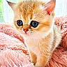 kitten, cat, cute, fluffy, pink_blanket, feline, young, pet, indoor, close_up, soft_texture, whiskers, orange_fur, small, adorable, animal, cozy, portrait, bright, curious