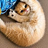 Bulle a rejoint le concours — aidez-le/la à gagner de superbes lots ! kitten, cat, ginger, fluffy, cute, pet, animal, feline, playful, denim, blue_jeans, paw, fur, close_up, texture, curled_up, indoor, young, adorable, resting