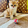 Bulle participe au concours pour gagner de l'argent avec cette photo : kitten, cat, animal, pet, feline, cute, fluffy, carpet, ball, toy, pillows, pattern, luxury, louis_vuitton, indoor, brown, white, small, young, curious