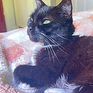 Lucy joined the competition — help win amazing prizes! cat, black_cat, green_eyes, whiskers, paw, fluffy_blanket, pink, white, indoor, relaxed, pet, feline, close_up, fur, cute, resting, animal, domestic_cat, soft_texture, cozy
