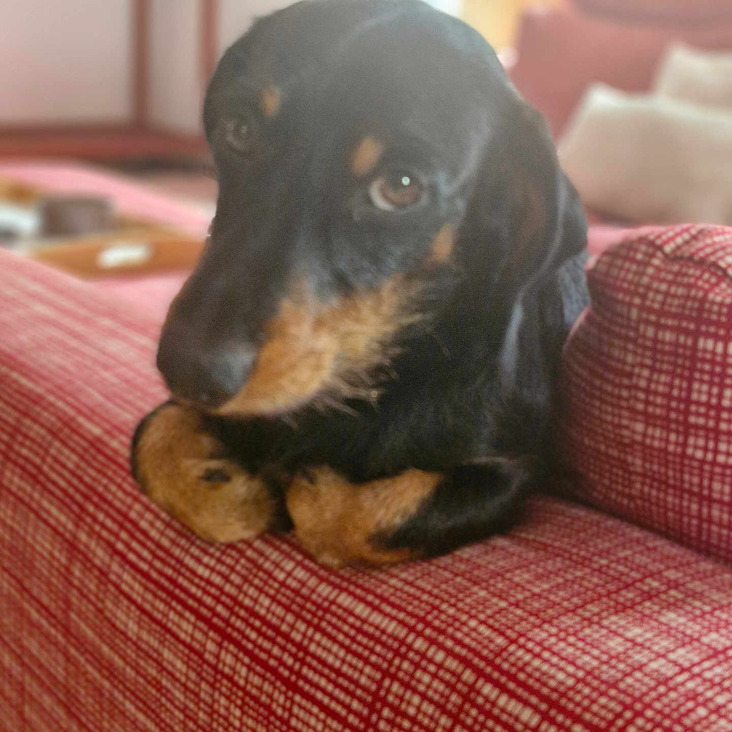 Albert