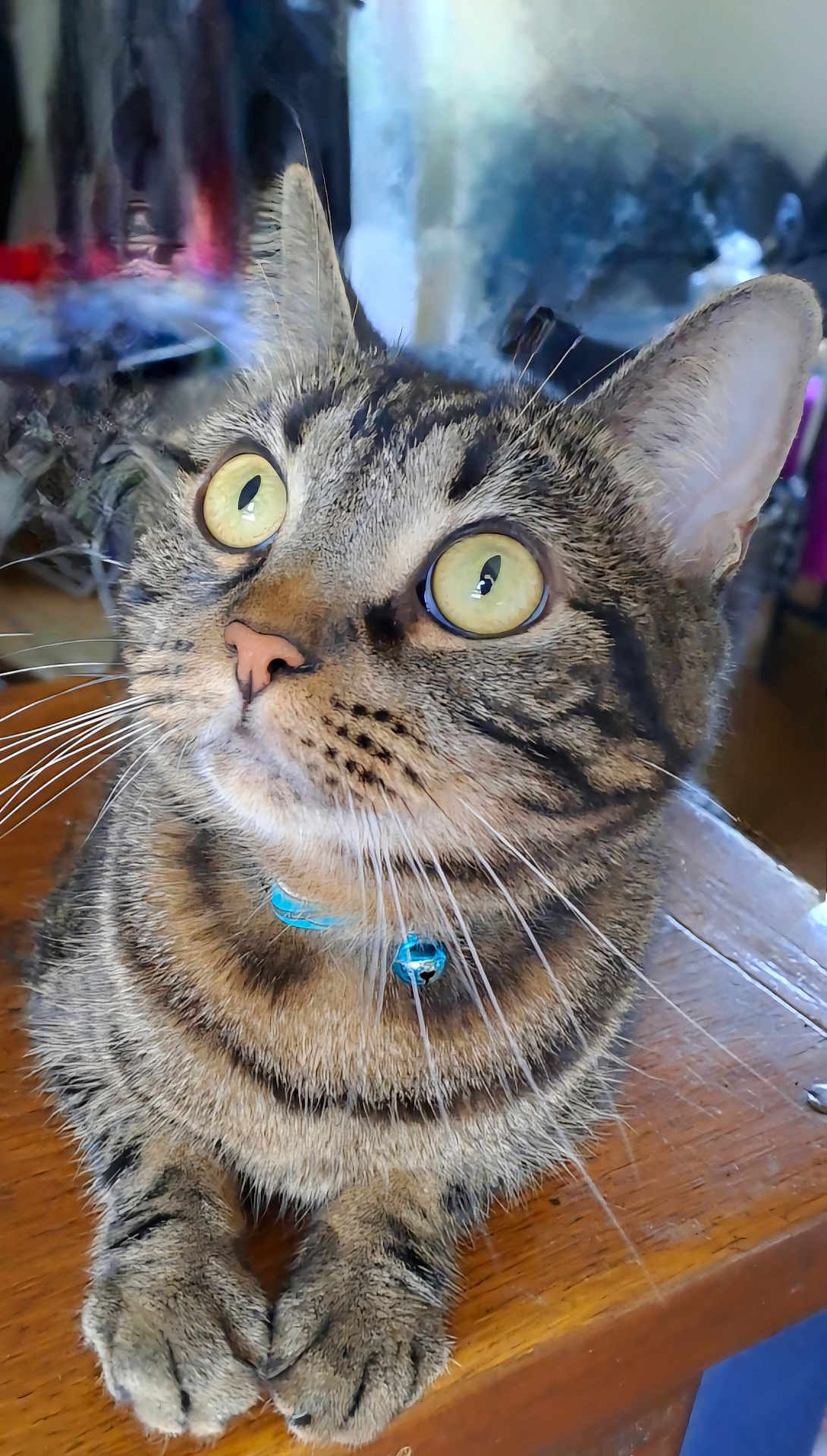 Tigry participe au concours pour gagner de l'argent avec cette photo : cat, tabby, pet, animal, feline, collar, bell, wooden_surface, close_up, curious, whiskers, ears, eyes, paws, indoor, domestic_animal, fur, striped, portrait, looking_up