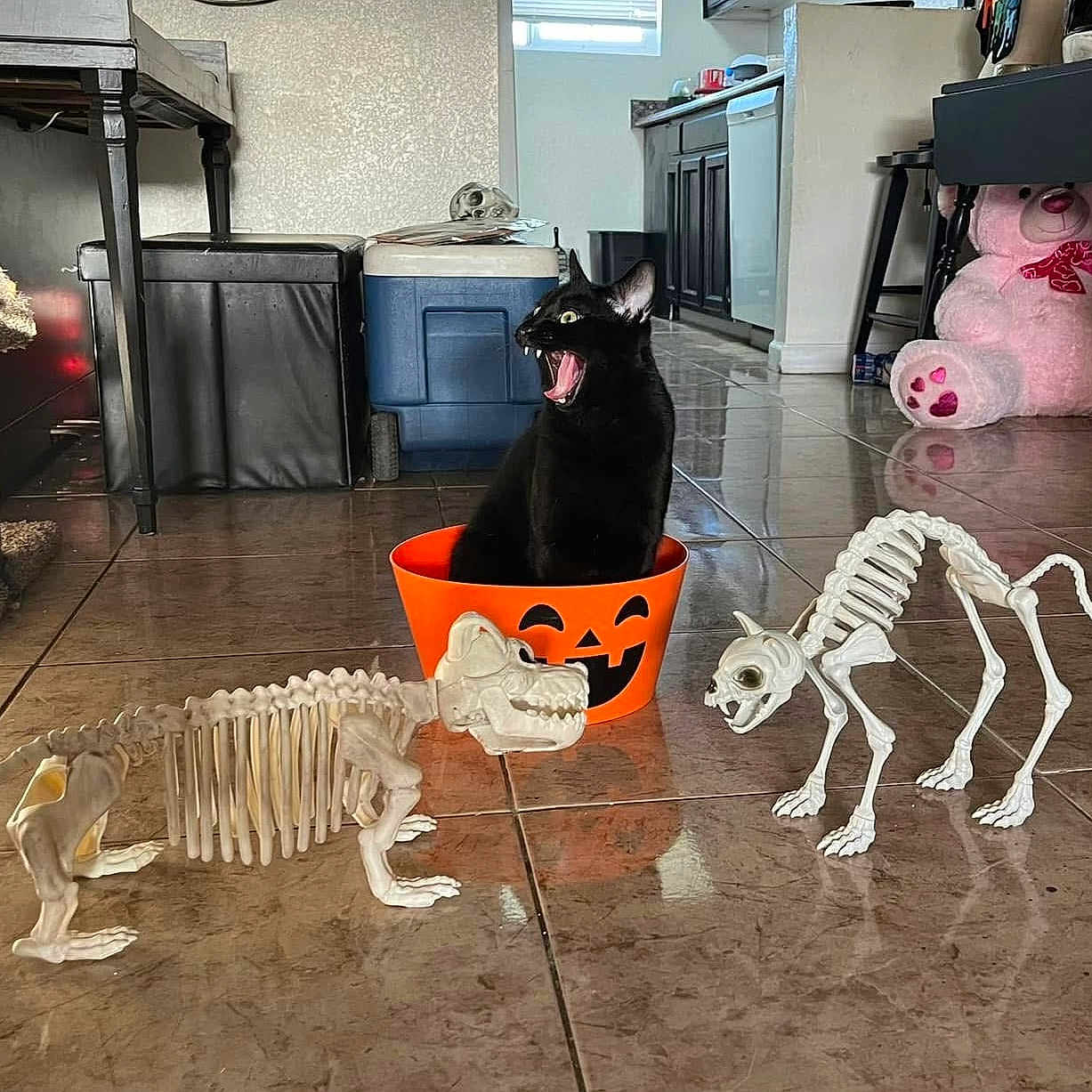 Zattix joined the competition — help win amazing prizes! animal, architecture, building, canine, cat, dog, festival, foyer, halloween, hardwood, indoors, museum, pet, stainedwood, text, wood