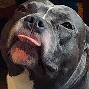 Damon participe au concours pour gagner de l'argent avec cette photo : dog, pet, close_up, tongue_out, gray_coat, white_coat, cute, canine, animal, portrait, indoor, face, snout, fur, muzzle, looking_up, expression, domestic_animal, companion, friendly