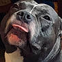 dog, pet, close_up, tongue_out, gray_coat, white_coat, cute, canine, animal, portrait, indoor, face, snout, fur, muzzle, looking_up, expression, domestic_animal, companion, friendly