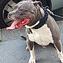 dog, pitbull, spiked_collar, tongue_out, sitting, concrete, pavement, car_tire, vehicle, outdoor, pet, canine, happy, animal, leash, grey_fur, white_fur, muscular, side_view, daylight
