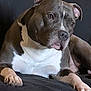 dog, pit_bull, pet, animal, canine, lying_down, resting, indoor, couch, black_background, white_chest, gray_fur, ears, paws, close_up, calm, domestic, mammal, portrait, relaxed
