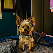 Murphy is registered to the contest to win money with this photo: dog, small_dog, pet, indoor, blanket, quilt, bed, fur, ears, alert, cozy, brown, black, tan, collar, cute, animal, companion, portrait, home