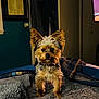 dog, small_dog, pet, indoor, blanket, quilt, bed, fur, ears, alert, cozy, brown, black, tan, collar, cute, animal, companion, portrait, home